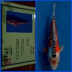 Shusui Yamaju 20cm 🇯🇵