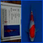 Kohaku Saito 20bu 🇯🇵