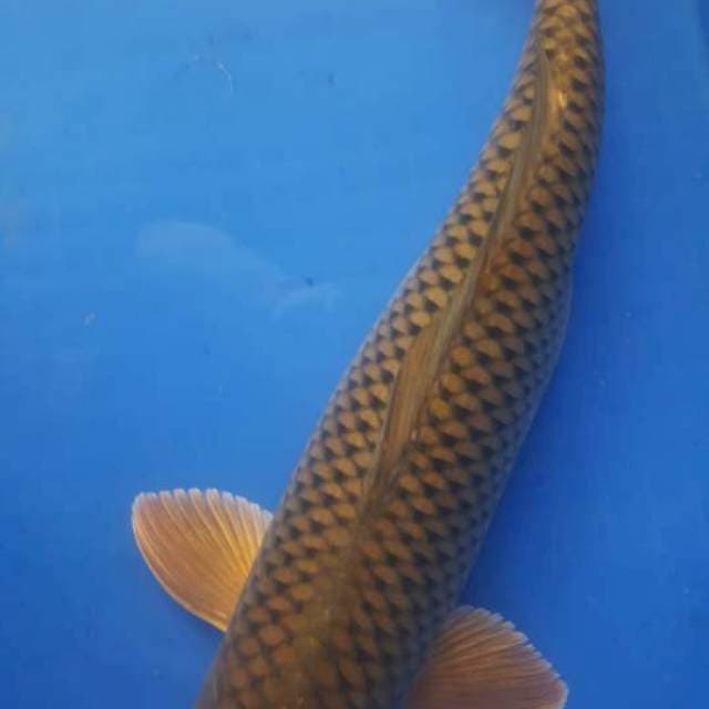 MIDORI 44cm