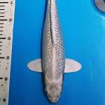 Yamabuki ogon