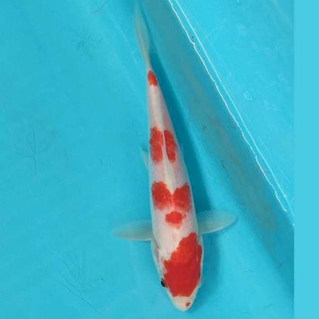 Yondan kohaku Original ( no cutting)