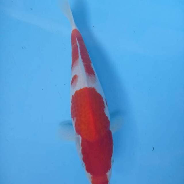 Kohaku 29cm