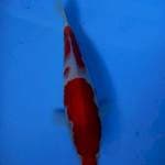 Kohaku 29cm