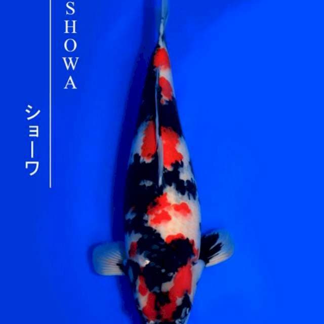 Showa - Isa Farm 🇯🇵 - 55bu - Female