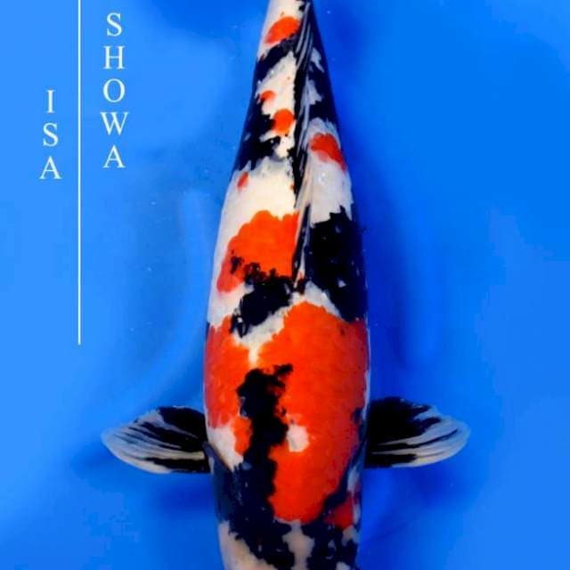 Showa - Isa Farm 🇯🇵 - 70bu - Female