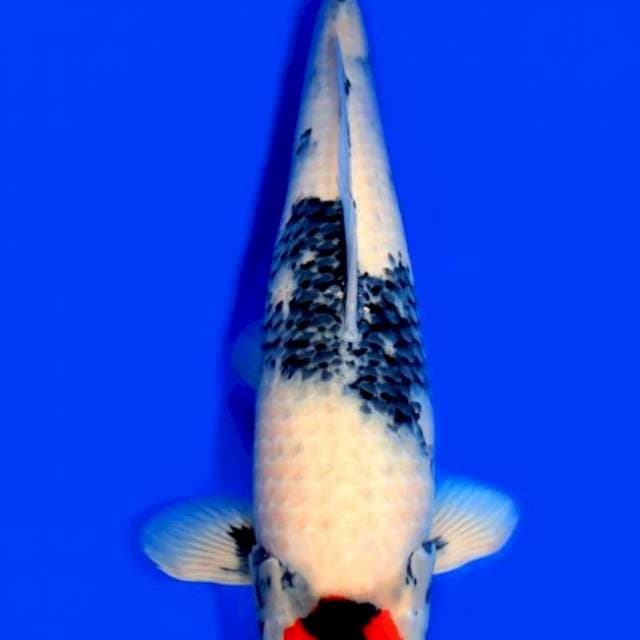 Tancho Showa - Saito 🇯🇵 - 70bu - Male