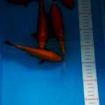 benigoi size 21-23 cm 5 ekor