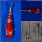 Kohaku marusei farm