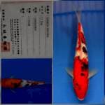 Ginrin showa marusei