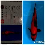 Hi utsuri jumbo shinoda