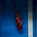 sanke 28 cm