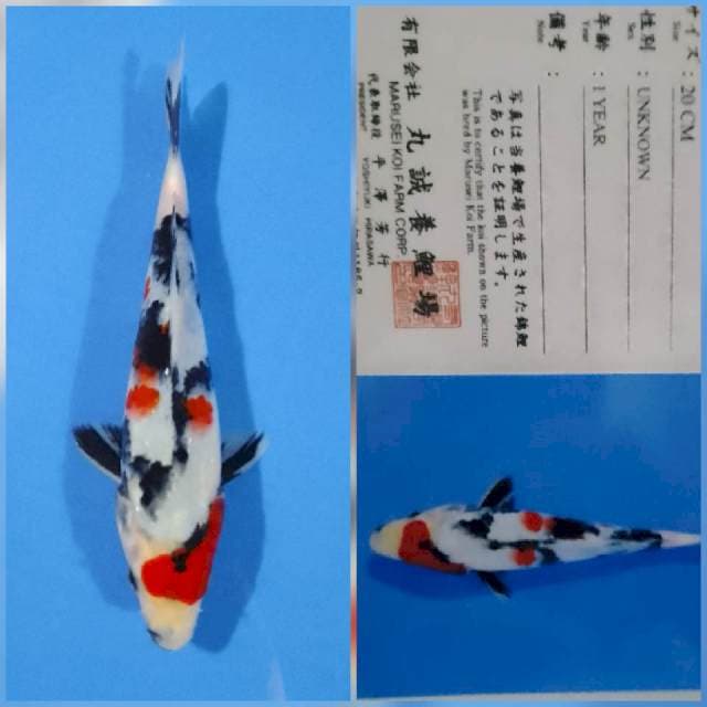 showa marusei