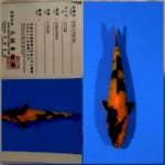 Kin utsuri marusei