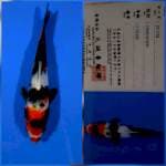 Showa marusei