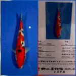 Sanke dainichi