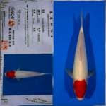 Tancho kohaku sakai Ltd