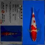 Kohaku sakai Ltd
