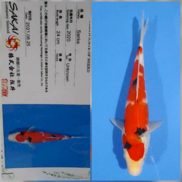 Sanke sakai Ltd