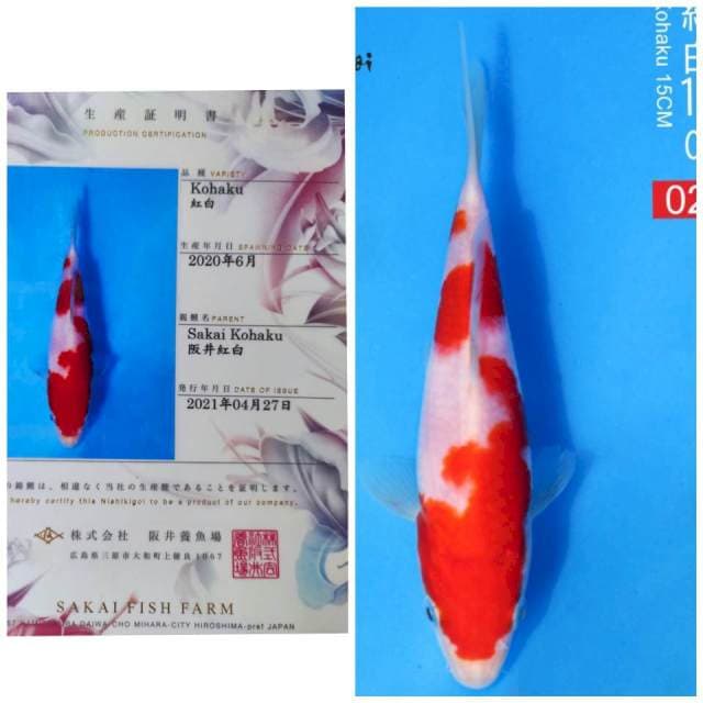 Sakai Kohaku