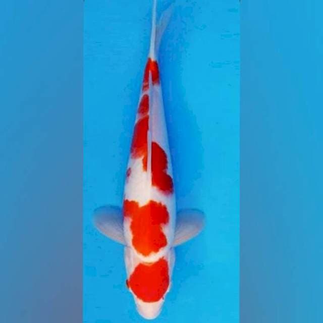 Kohaku