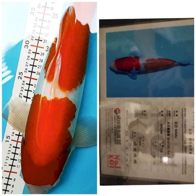 Dainichi Kohaku Dragon