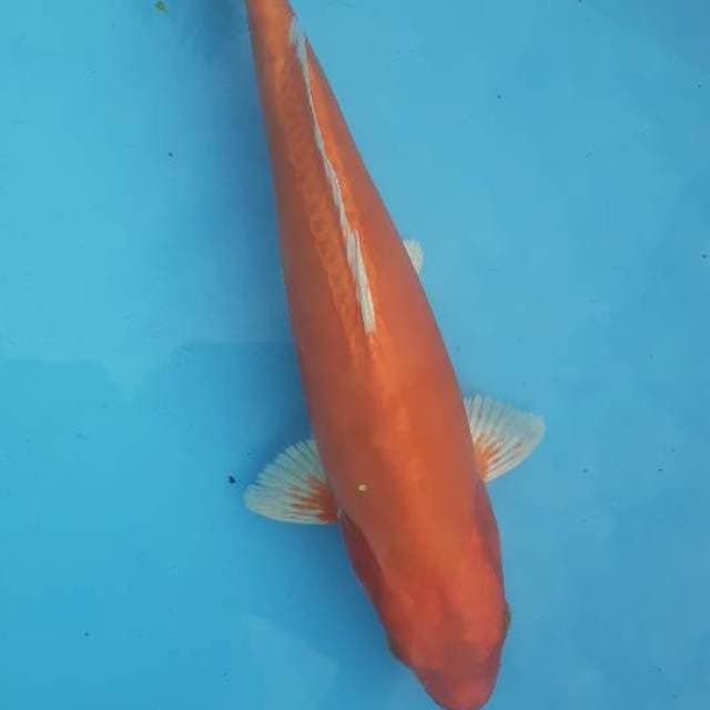 Akahajiro
