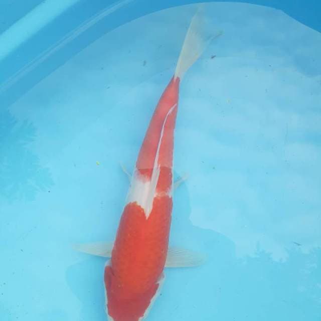 Kohaku