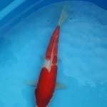 Kohaku