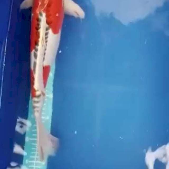 Kujaku doitsu 45 cm