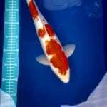 Kohaku ginrin 42 cm
