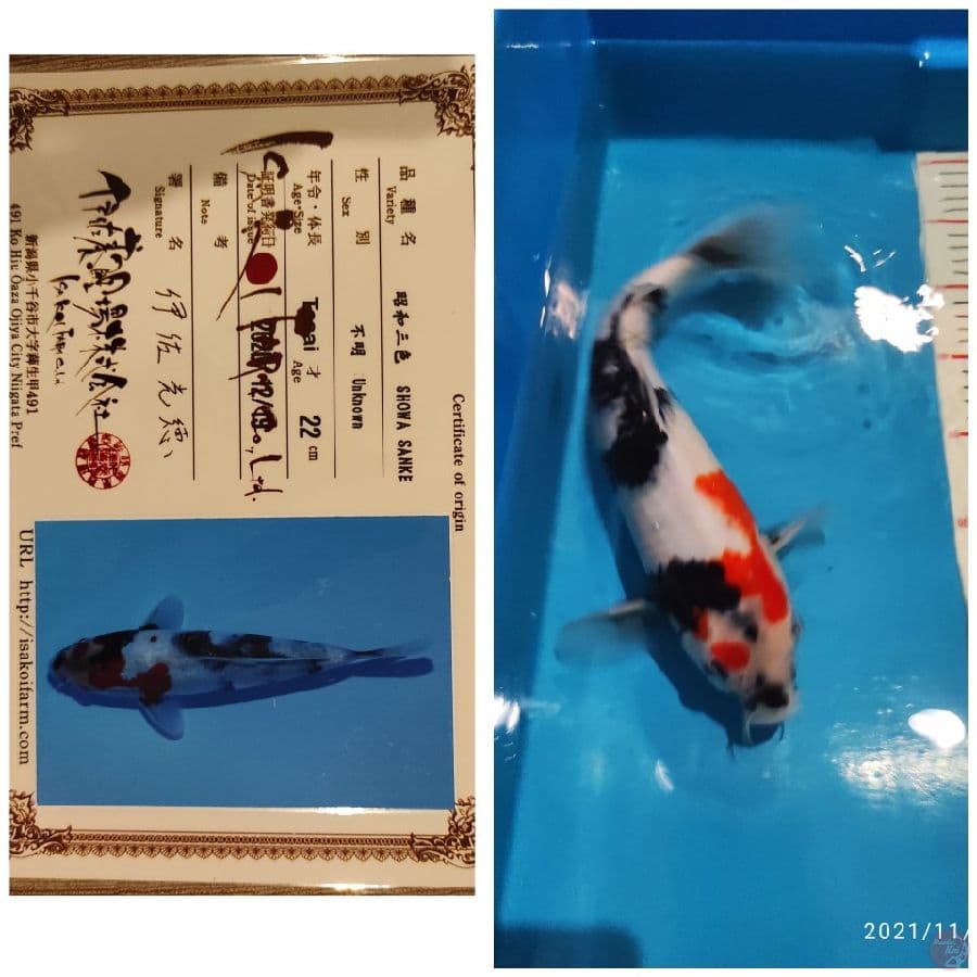 isa Kindai Showa