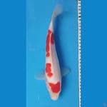 KOHAKU STEP 3 29CM