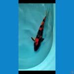 showa 36cm male