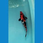 showa 33cm male