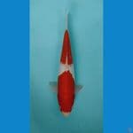 KOHAKU 31cm Ori