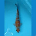 OCHIBA SIGURE 33 cm