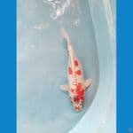 kujaku ukur 29cm male