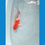 kujaku ukur 25cm male