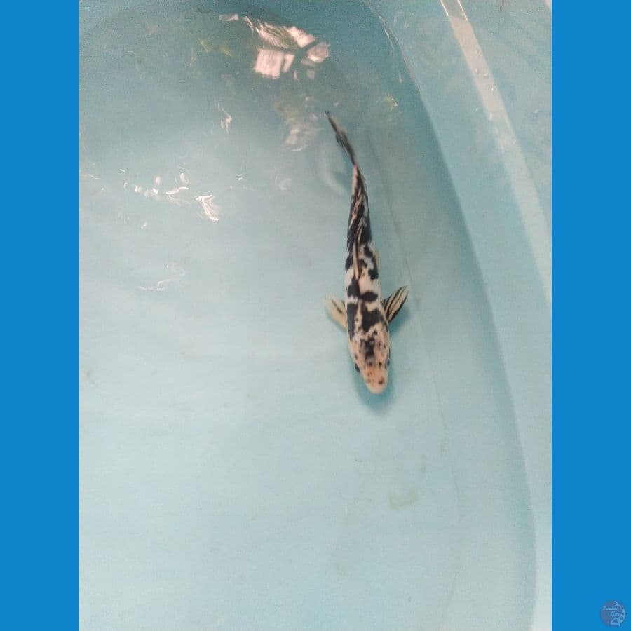 beko ukur 28cm male