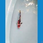 showa doitshu ukur 25cm male