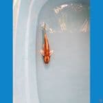 kabuto ukur 25cm male