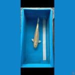 ogon 40 cm