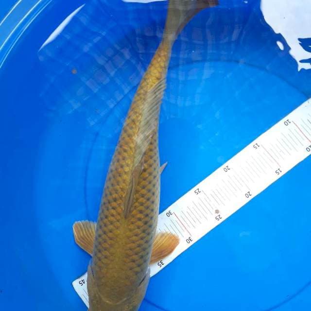 Chagoi 49 cm