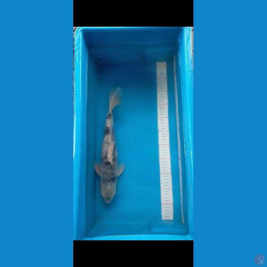 Hage Utsuri 40 cm Male