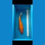Benigoi 43 cm Female