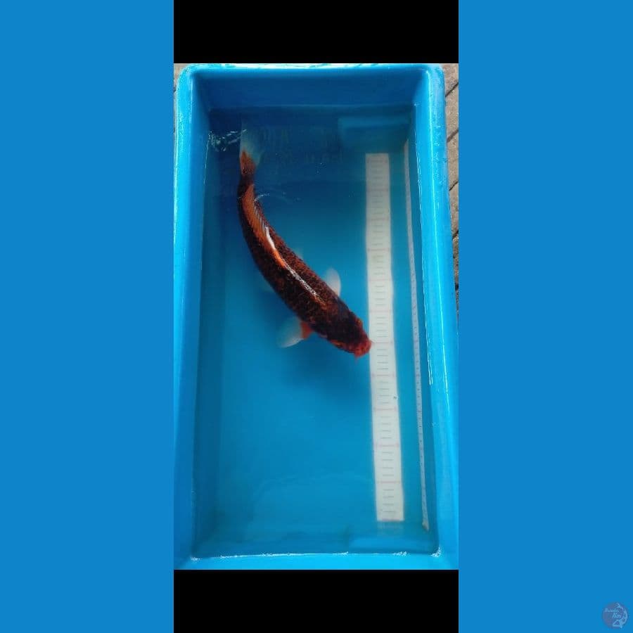 Hajiro merah hitam 40 cm
