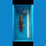 Hajiro merah hitam 41 cm