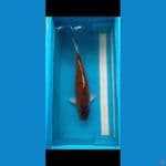 Hajiro merah hitam 44 cm Female