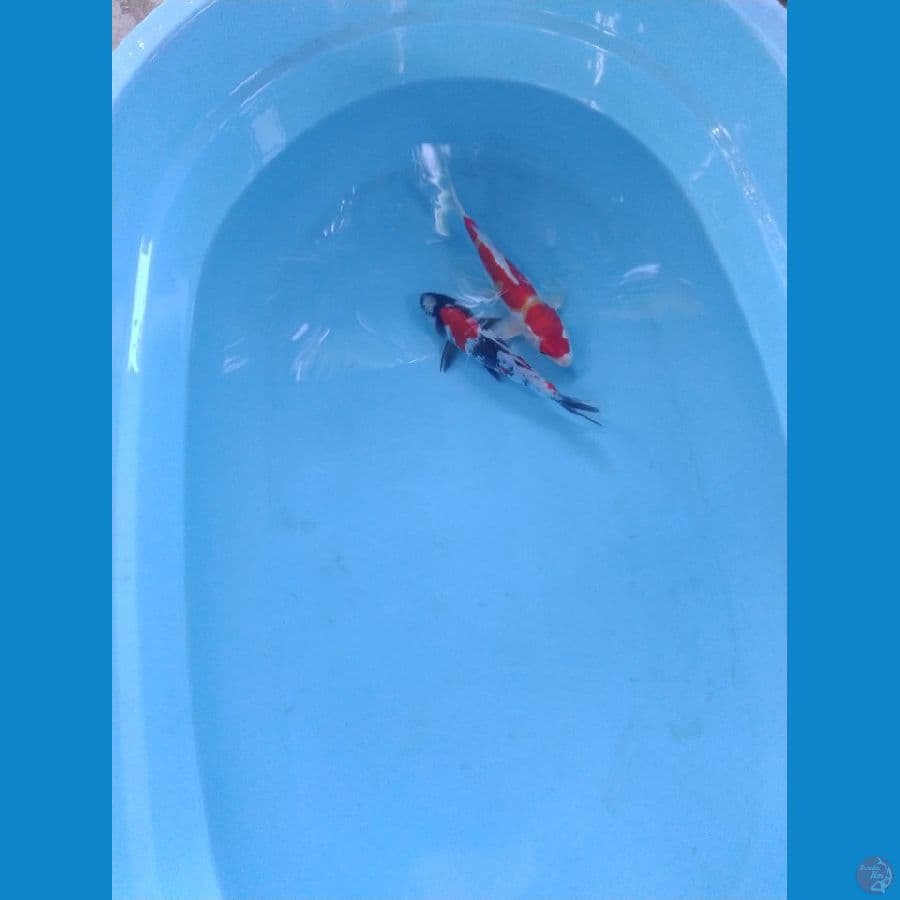 showa ukur 24_25cm male