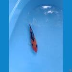 hi showa ukur 27cm 